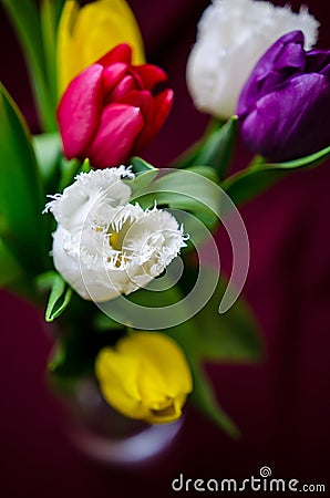 Tulips- detail Stock Photo