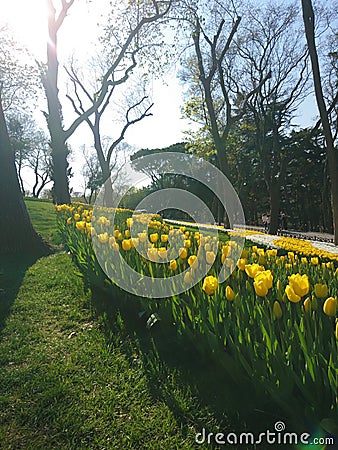 Tulips Stock Photo