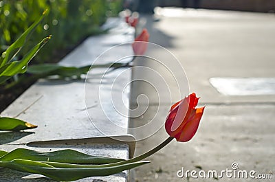 Tulips escaping Stock Photo