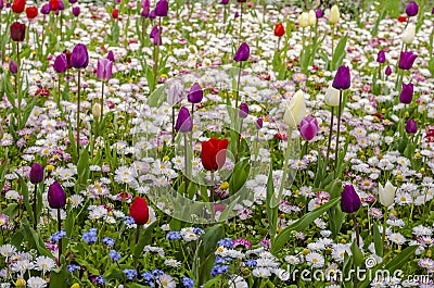 Tulips Stock Photo