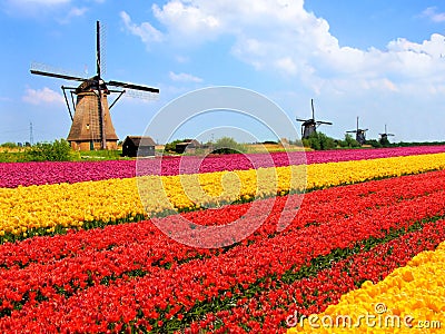 Tulips fields and windmills Stock Photo