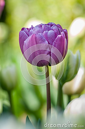 Tulips flower Stock Photo