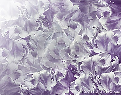 Tulips flower light violet. Floral background. Close-up. Stock Photo