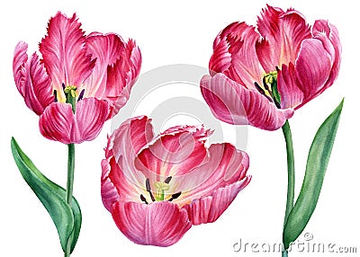 Tulips flower. Watercolor pink flowers, hand drawing botanical painting, flora design Cartoon Illustration