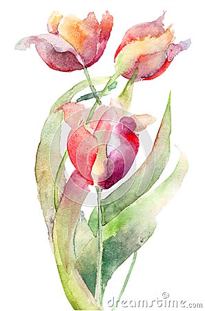 Tulips flowers Cartoon Illustration