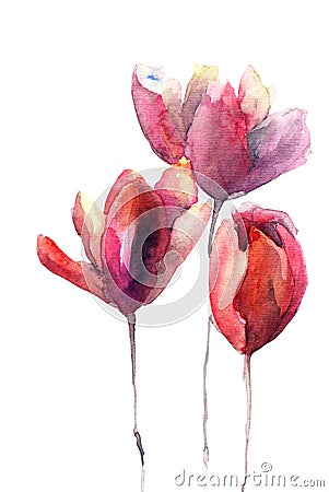 Tulips flowers Cartoon Illustration