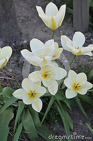 TULIPS FLOWERS ON KASTRUPLUNDGADE ROAD IN KASTRUP Stock Photo