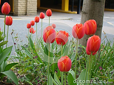 Tulips flowers on street Stock Photo