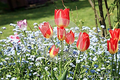 Tulips and forget-me-nots Stock Photo