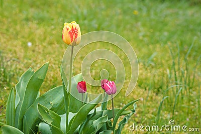 Tulips. fresh tulips. beautiful red yellow tulip flower in the garden Stock Photo