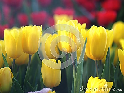 Tulip garden blooming on season and filed fill full colorfull of flower Stock Photo