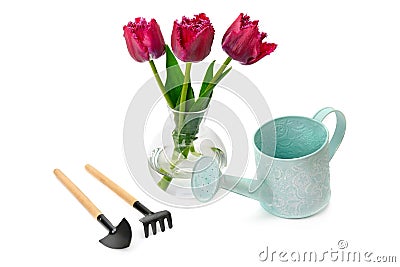 Tulips and garden equipment isolated on white Stock Photo