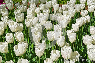 Tulips of the Ghost species Stock Photo