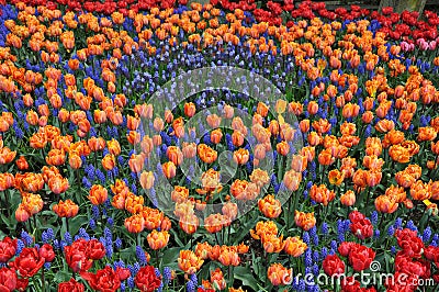 Tulips rainbow glory Stock Photo