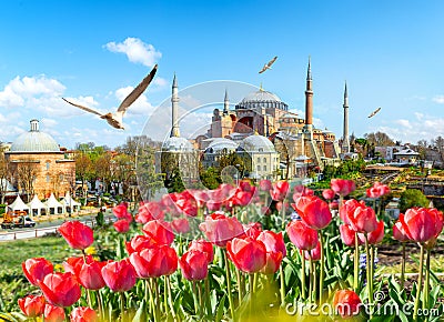 Tulips and Hagia Sophia Stock Photo