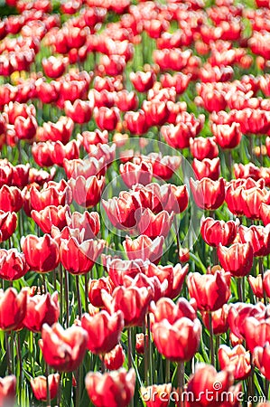 Tulips heads vertical pattern Stock Photo