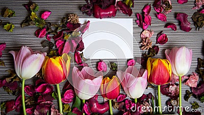 Tulips for holidays Stock Photo