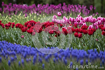 Tulips and hyacinths bloom Stock Photo