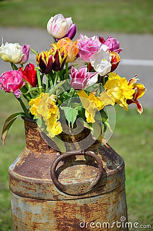 Tulips inserted into a rusty drum/bottle/jug. Stock Photo