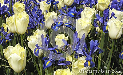 Tulips and Irises Stock Photo