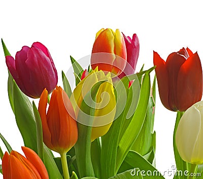 Tulips Isolated Stock Photo