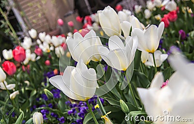 Tulips Stock Photo