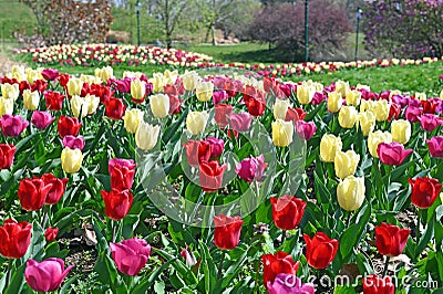 Tulips in Kurpark Oberlaa Vienna spring Stock Photo