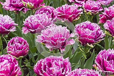 Tulips of the Mascotte species. Stock Photo