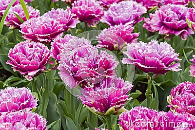 Tulips of the Mascotte species. Stock Photo