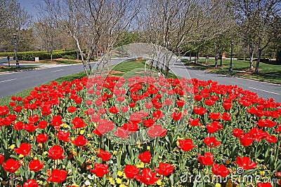 Tulips in the Median by the Street Stock Photo