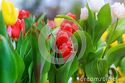 Tulips of multi colored flowers in a spring sunny greenhouse Stock Photo