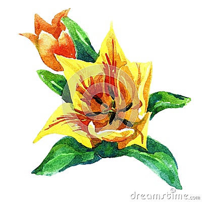 Tulips painted in watercolor. Stock Photo