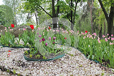 Tulips in the park. Tulips in the garden. Landscaping garden. Tulip design in the garden Stock Photo