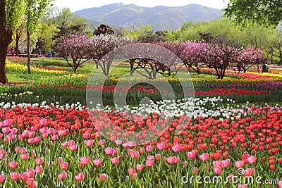 Tulips and Peach Blossoms In Spring Stock Photo