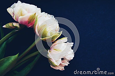 The tulip is an incredibly beautiful flower, and in many countries it is a symbol of love and happiness. Stock Photo