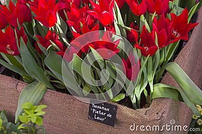 Tulips of the Pieter de Leur species Stock Photo