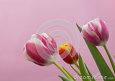 Tulips on pink background Stock Photo