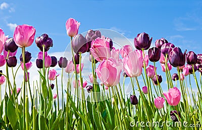 Tulips Stock Photo