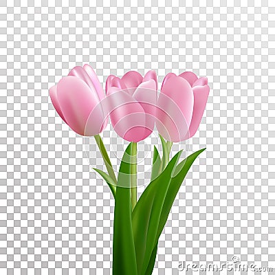 Tulips. Pink vector tulips bouquet isolated. Flowers in different shapes Vector Illustration