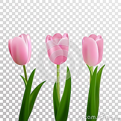 Tulips. Pink vector tulips isolated. Flowers in different shapes Vector Illustration