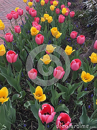 Tulips Stock Photo