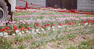 Tractor Spraying Chemicals on Tulips Flower Plantation Stock Photo