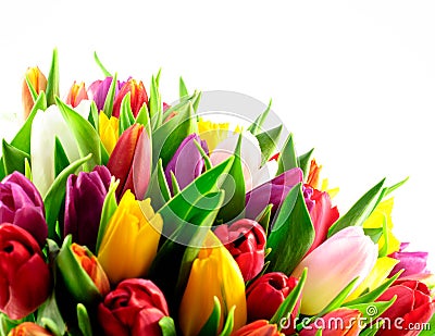 Tulips Rainbow Mixed Bunch Bottom White Background Stock Photo