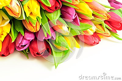 Tulips Rainbow Mixed Bunch Top White Background Stock Photo