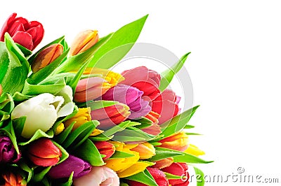 Tulips Rainbow Mixed Bunch Waterdrops Wet Stock Photo