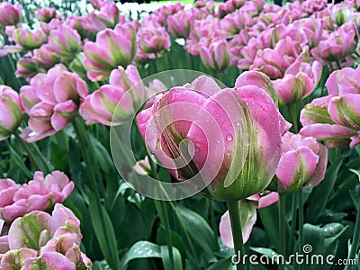 Tulips with raindrop Stock Photo