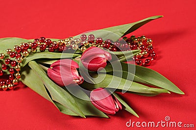 Tulips on red Stock Photo