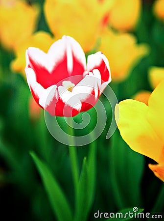 Tulips Stock Photo