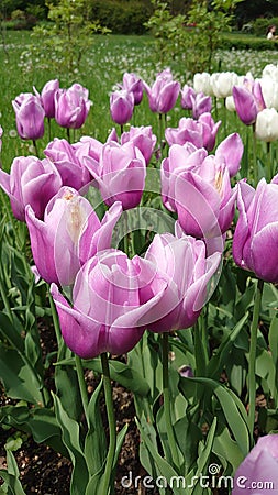 Tulips season - blooming tulip flowers at the Botanical garden in Bucharest Stock Photo