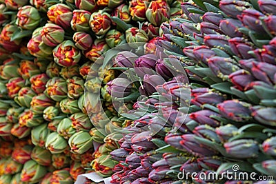 Tulips for selling Stock Photo
